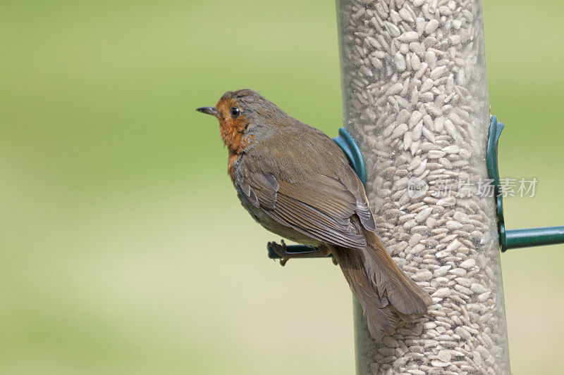 欧洲知更鸟，Erithacus rubecula，在种子饲料上